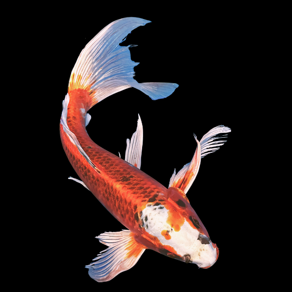 Kujaku Butterfly Classic Koi Carp Cyprinus Carpio