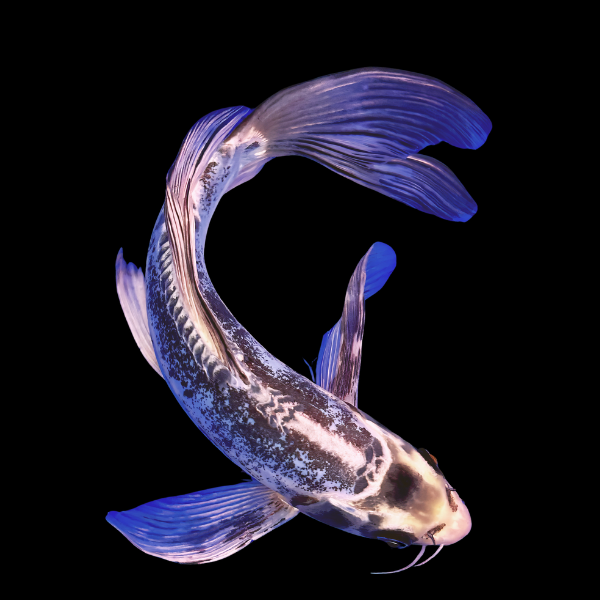Kumonryu Butterfly Classic Koi Carp Cyprinus Carpio