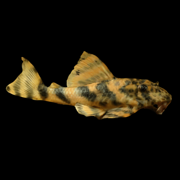 L008 Leopard Pleco Peckoltia Sp