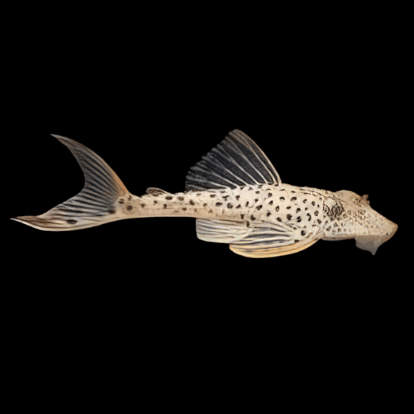 L11 Red Fin Thresher Pleco Plecostomus Annae