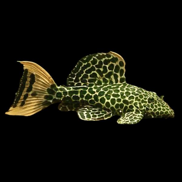 L114 Leopard Cactus Pleco Pseudacanthicus Cf 6cm