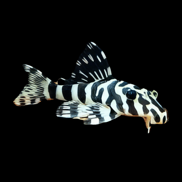 <em>Online stock may not be available for in-store collection.</em>