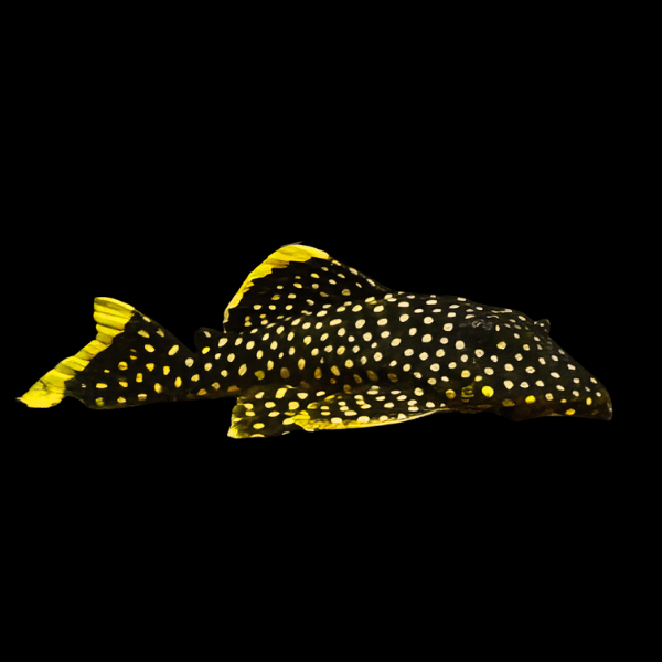<em>Online stock may not be available for in-store collection.</em>