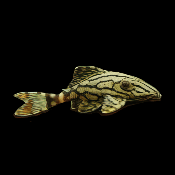 L191 Broken Line Dull Eye Royal Pleco Panaque Nigrolineatus