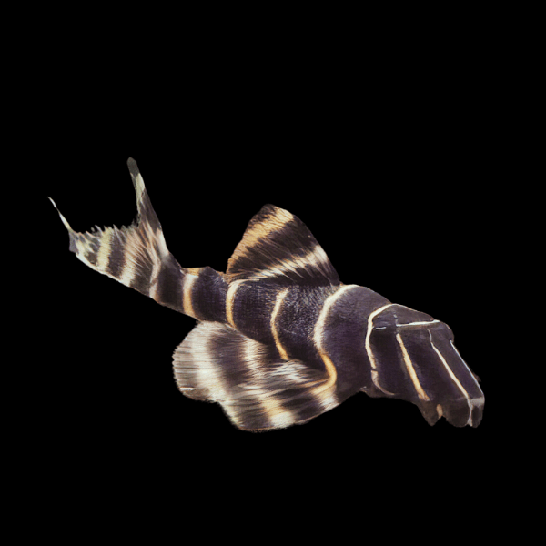 L204 Striped Flash Pleco Panaqolus Albivermis Peru 6cm