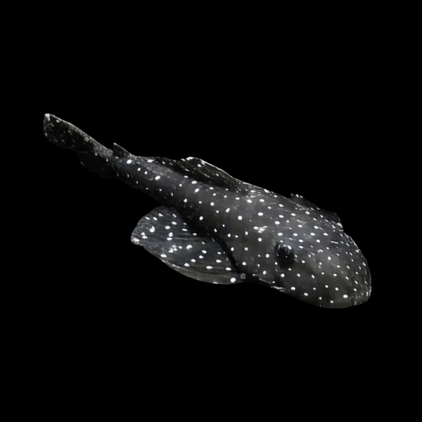 L235 Anthrax Flash Flat Flyer Pleco Pseudolithoxus Anthrax 6cm