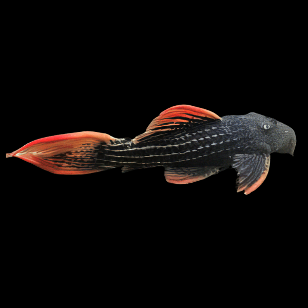 L25 Scarlet Cactus Pleco Pseudacanthicus Pirarara sp