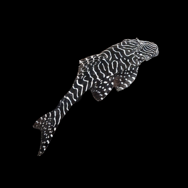 L257 Tiger Pleco Pseudolithoxus Tigris 6cm