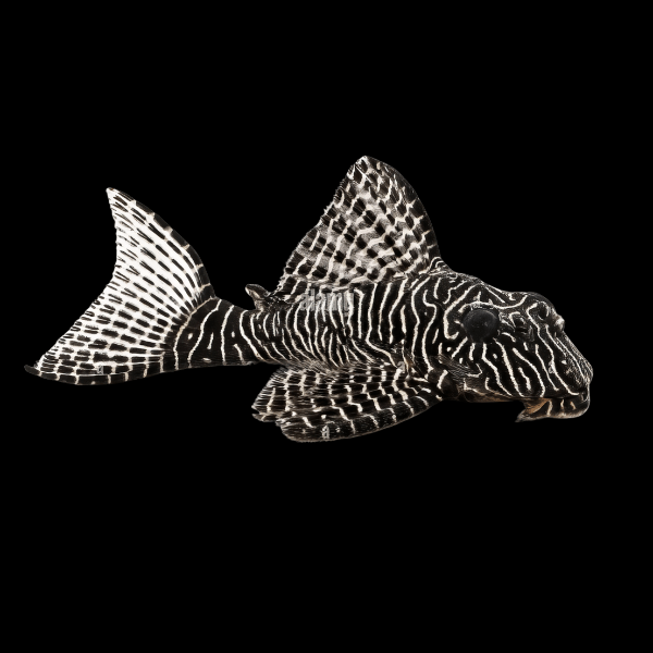 L260 Queen Arabesque Pleco Hypancistrus Sp 6cm