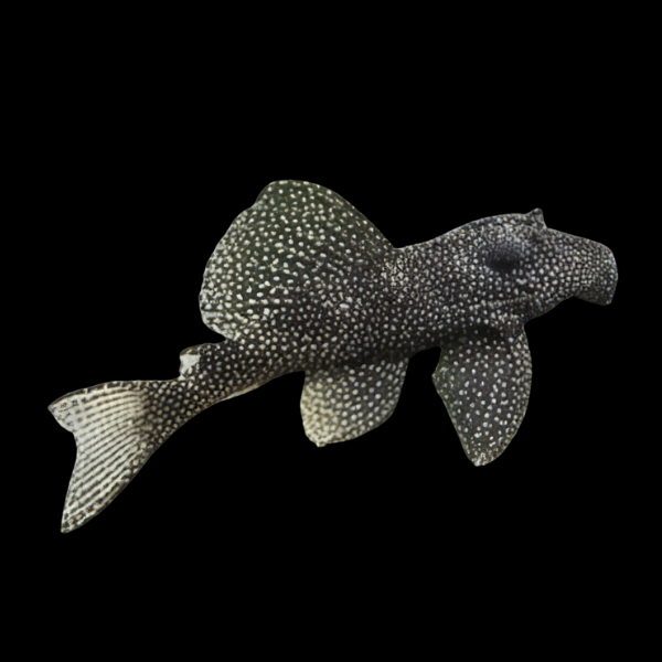 L262 Stardust Pleco Hypancistrus Sp 5cm