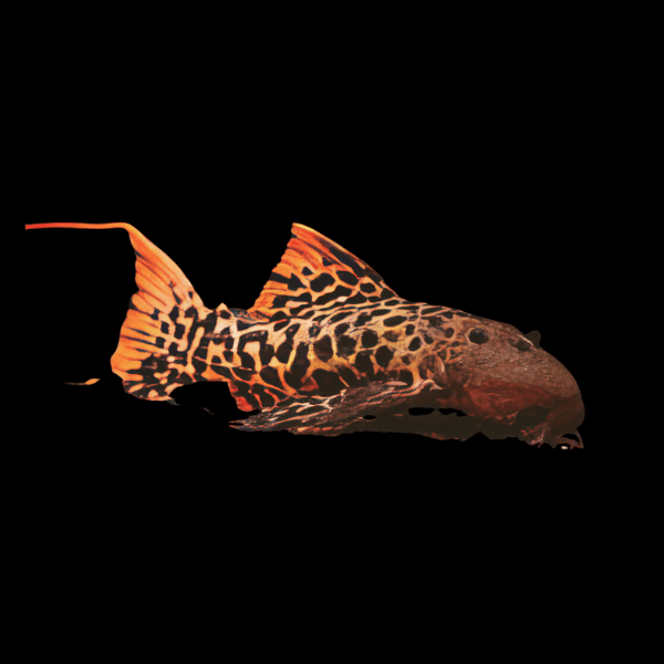 L273 Red Titanic Cactus Pleco Pseudacanthicus Sp