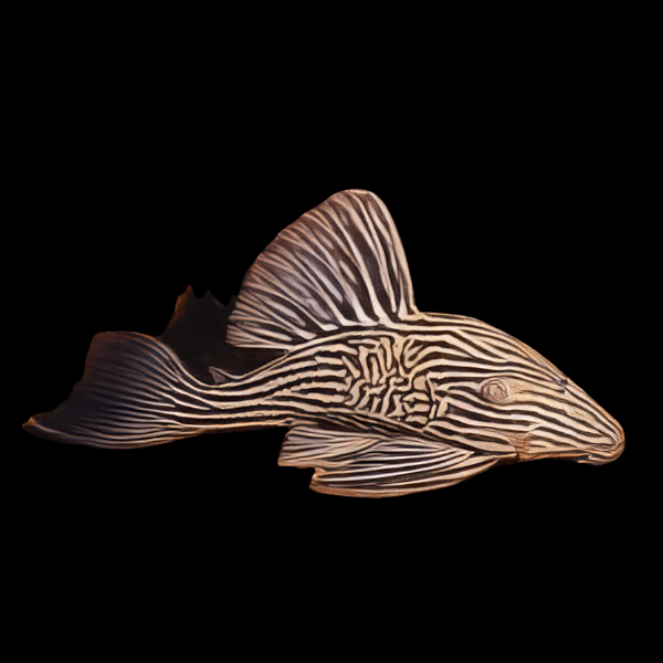 L27c Thunder Longnose Royal Pleco Panaque Ambrusteri Xingu