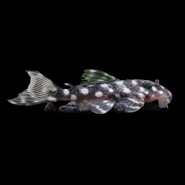 L471 White Spotted Dwarf Mini Snowball Pleco Hypancistrus Sp 5cm