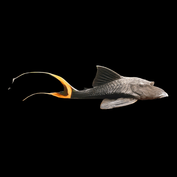 L90a Ojo Chico Papa Pleco Panaque Bathyphilus 10cm