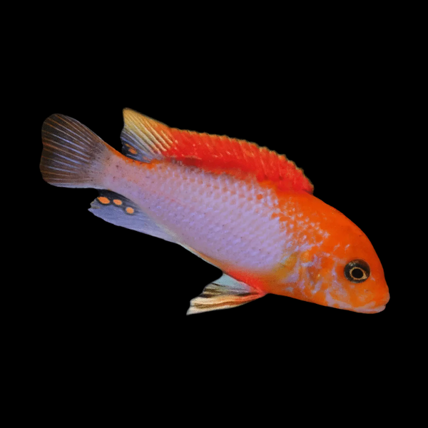 Labidochromis Hongi Sunflower Malawi African Cichlid - 2 Inches