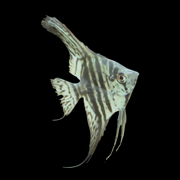 Lace Angelfish Pterophyllum Scalare - 5cm