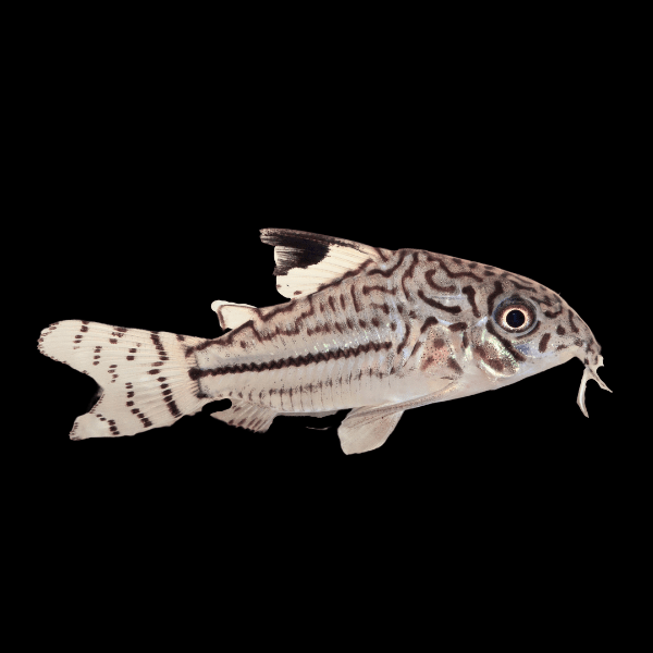 Leopard Corydoras Julii 3cm Catfish