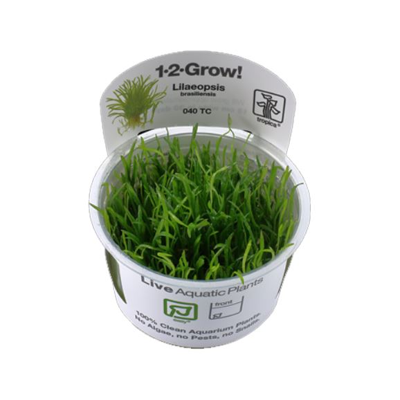 Tropica Lilaeopsis brasiliensis 1-2-Grow!