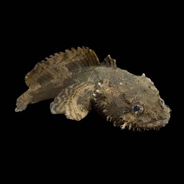 Lion Fish Stone Fish Batrachomoeus Trispinosus 10cm