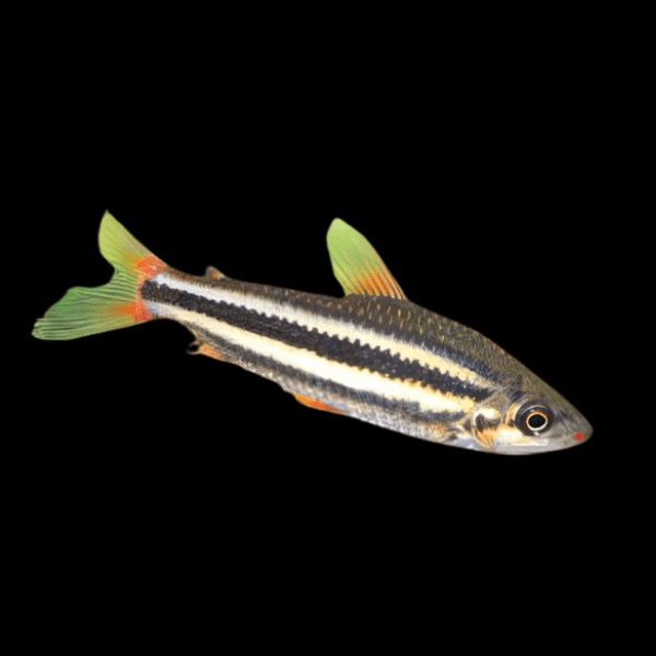 Lipstick Arcus Leporinus Leporinus Arcus 5cm