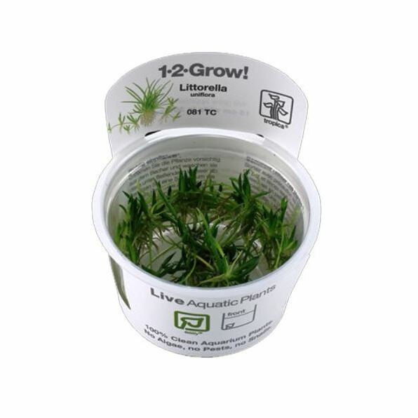 Tropica Littorella uniflora 1-2-Grow!