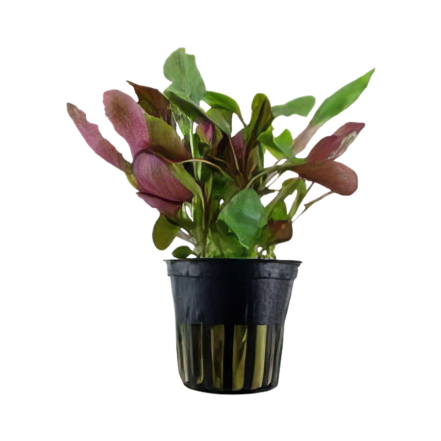 Five Potted Plants Cardinal Plant Altermanthera Splendida Telanthera Cardinalis