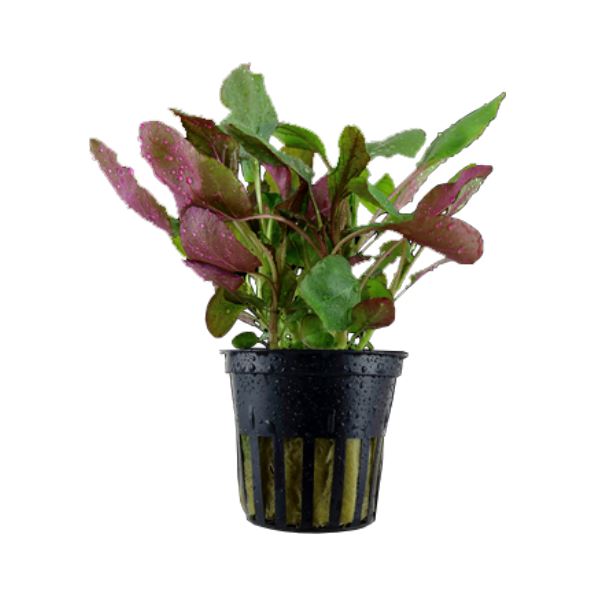 Tropica Lobelia cardinalis Live Aquatic Plant Pot