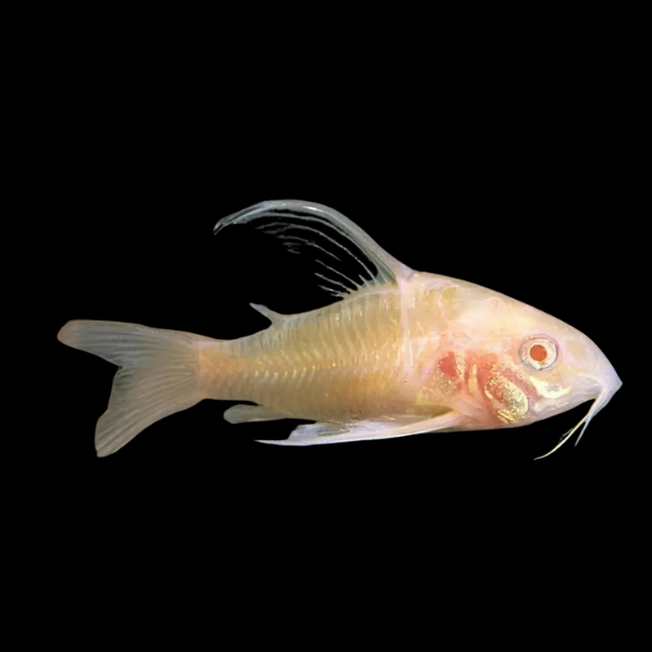 Long Fin Albino Corydoras Aneus Catfish - 3cm