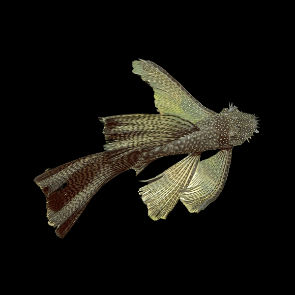 <em>Online stock may not be available for in-store collection.</em>