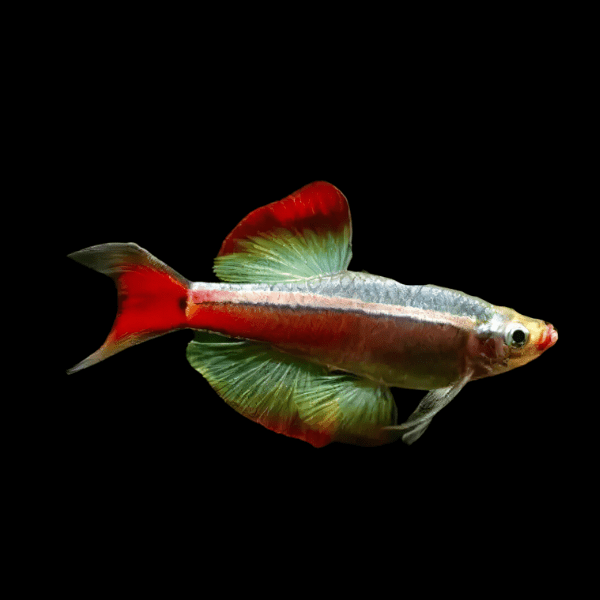 Long Fin White Cloud Mountain Minnow Tanichthys Albonubes 3cm