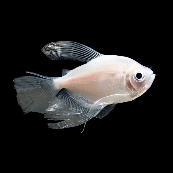 Long Fin White Widow Tetra Gymnocorymbus Ternetzi 3cm