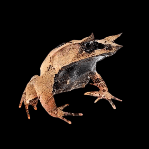 Long Nosed Horned Frog Megophrys Nasuta 5cm