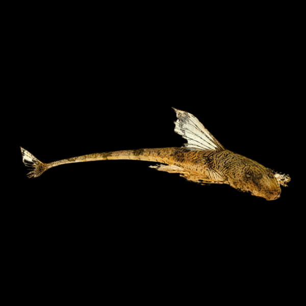 Marbled Whiptail Loricaria Simillima 5cm