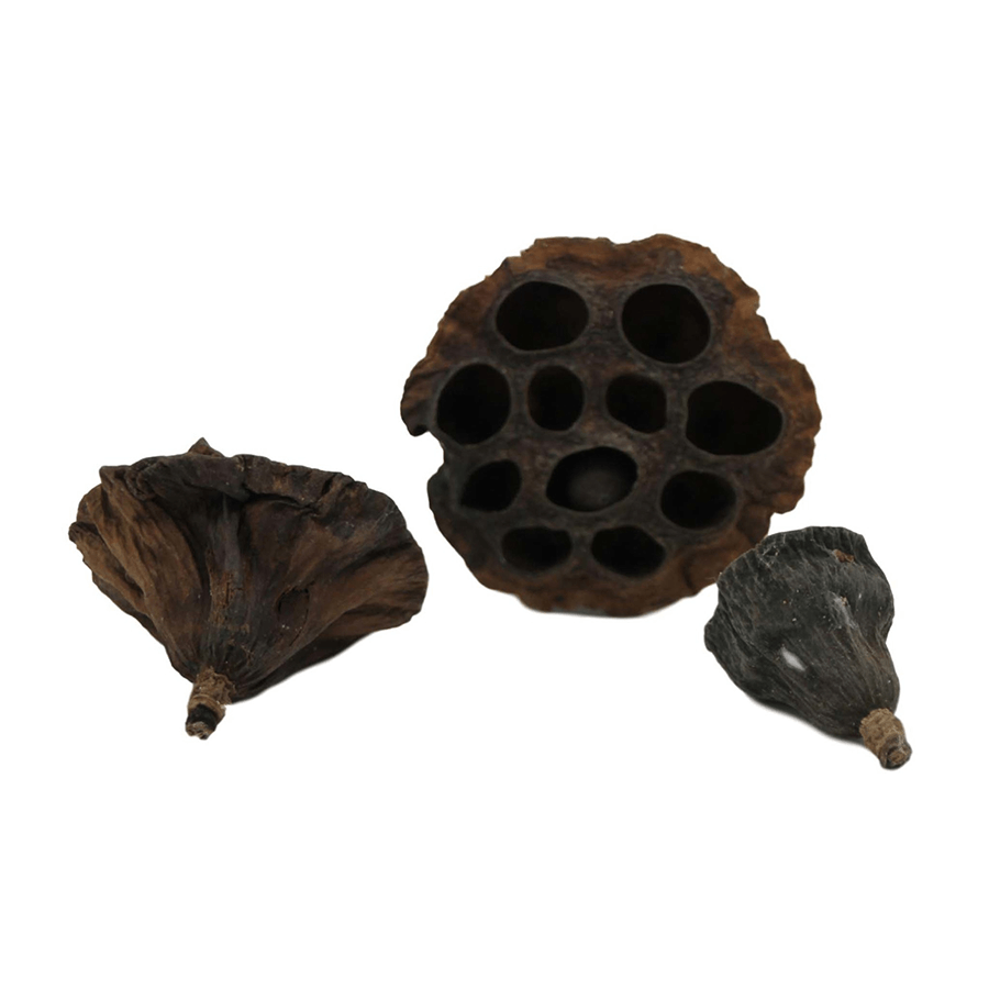 Betta Choice Lotus Pods