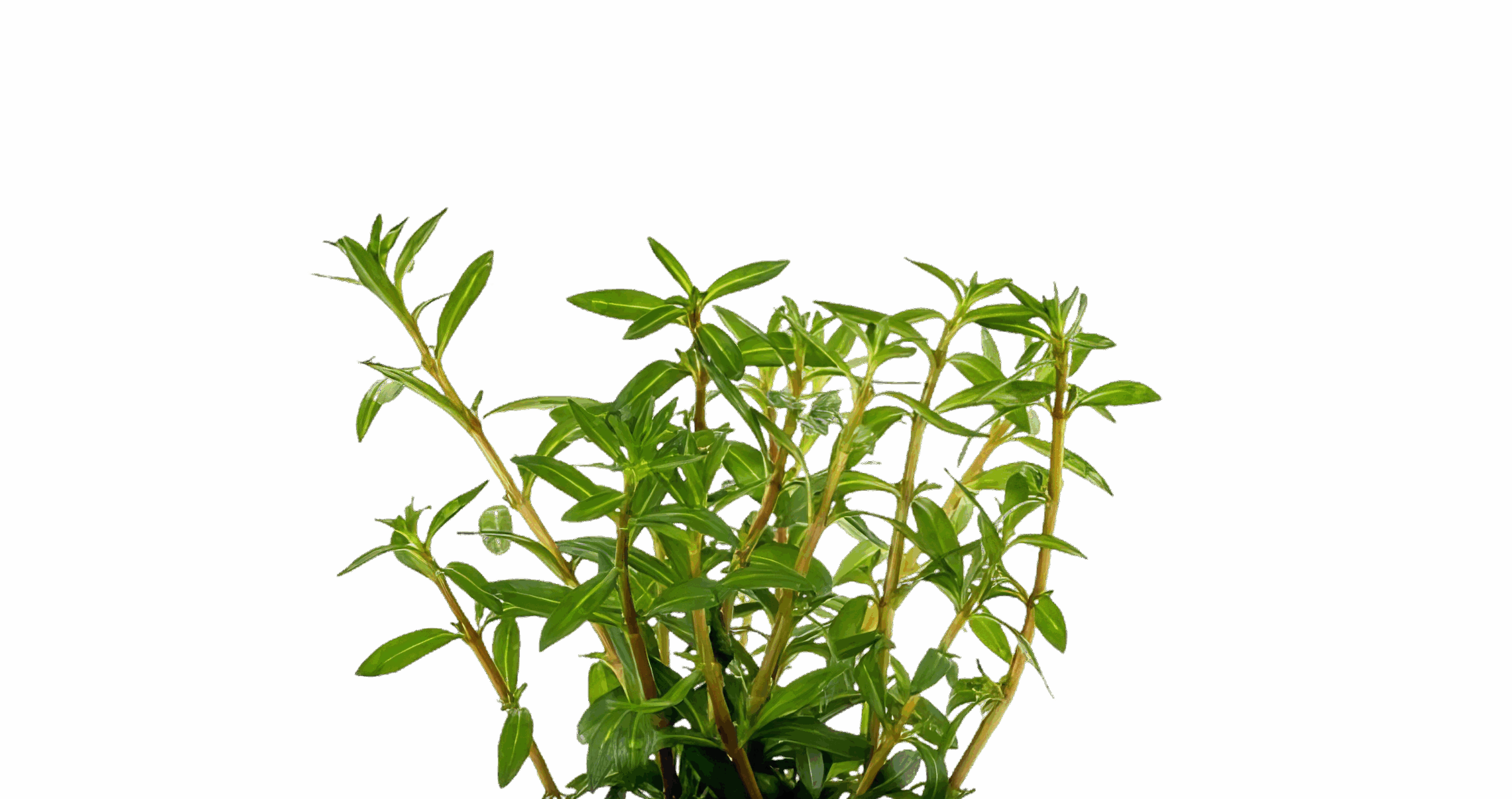 Five Potted Plants Needle Leaf Ludwigia Plant Ludwigia Arcuata