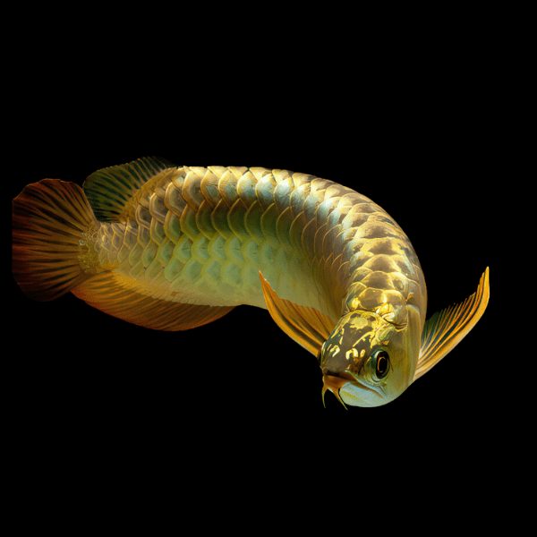 Malaysian 24K Golden High Back Arowana Scleropages Formosus 20cm