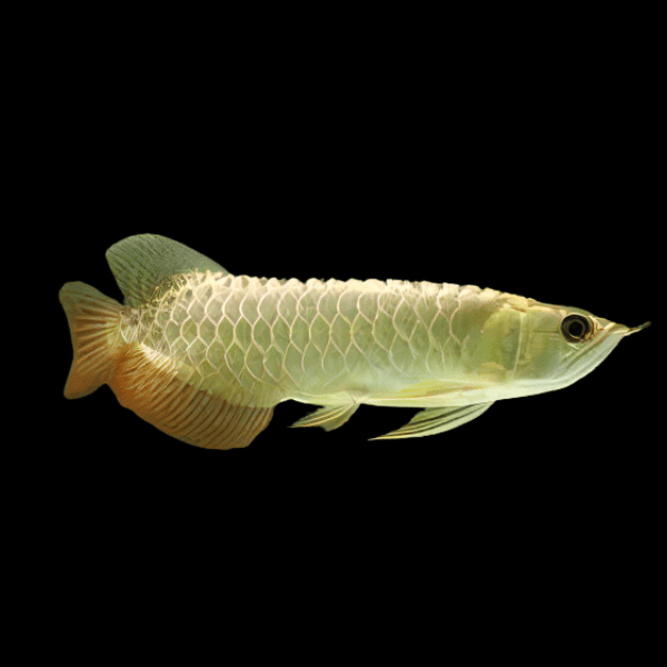 Malaysian Golden Arowana Scleropages Formosus 20cm