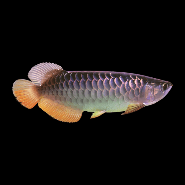 Malaysian Golden Blue Base Arowana Scleropages Formosus 20cm