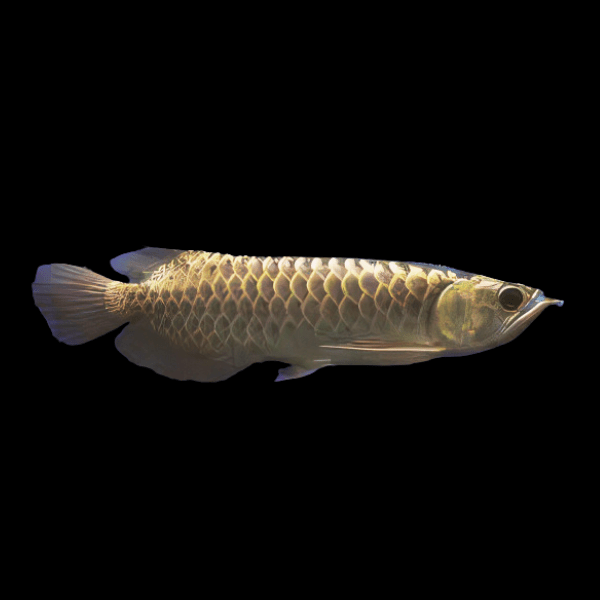 Malaysian Golden Blue Base Crossback Arowana Scleropages Formosus 20cm