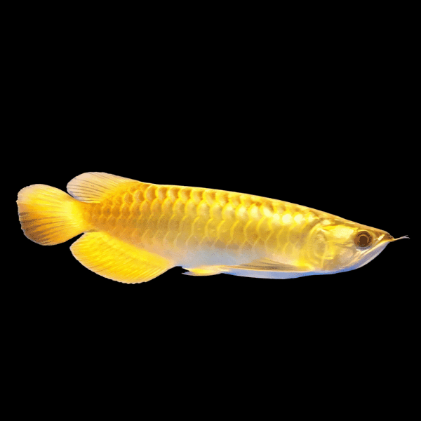 Malaysian Golden Crossback Arowana Scleropages Formosus 20cm