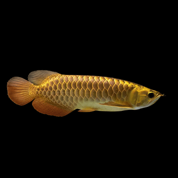 Malaysian Golden High Back Arowana Scleropages Formosus 20cm