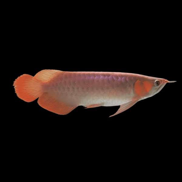 Malaysian Golden Red Rose Crossback Arowana Scleropages Formosus 20cm