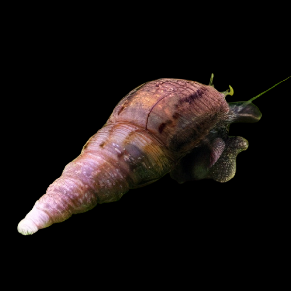 Malaysian Trumpet Snail Melanoides Tuberculata 2cm