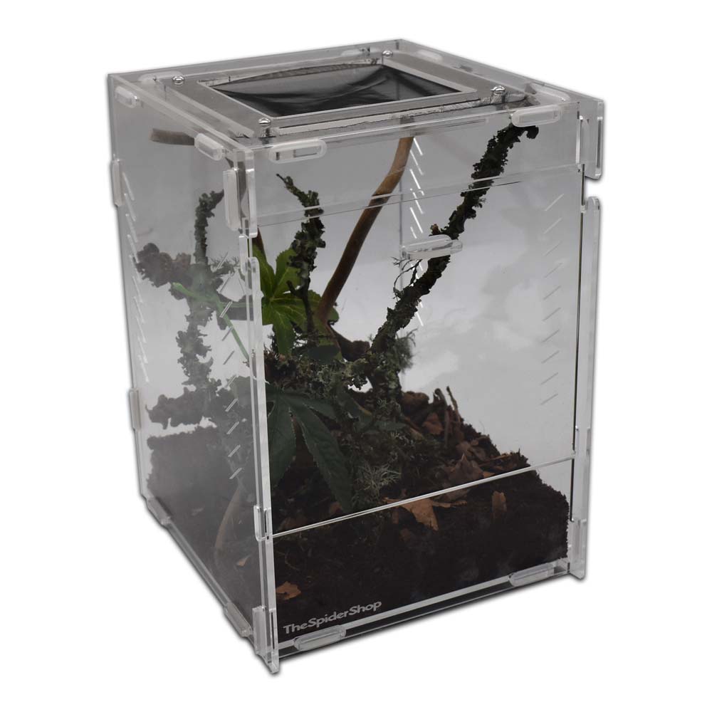 The Spider Shop Praying Mantis Starter Kit