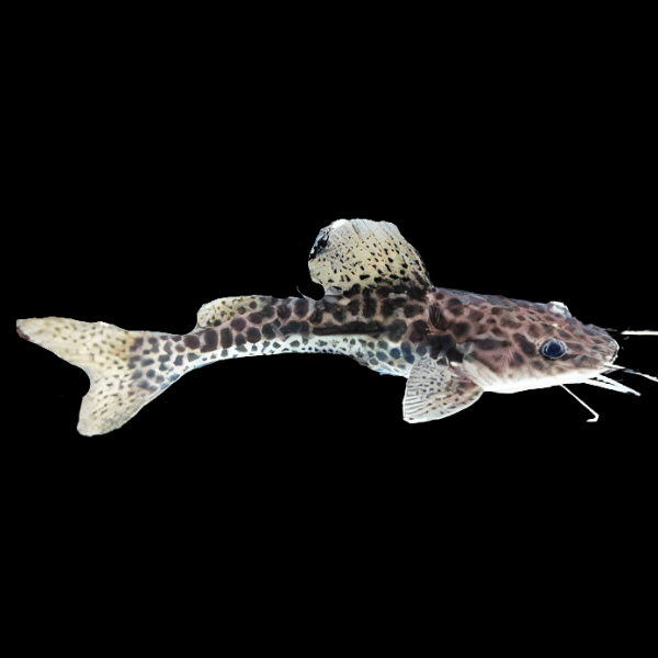 Marble Catfish Hybrid Red Tailed Catfish x Achara Catfish 10cm