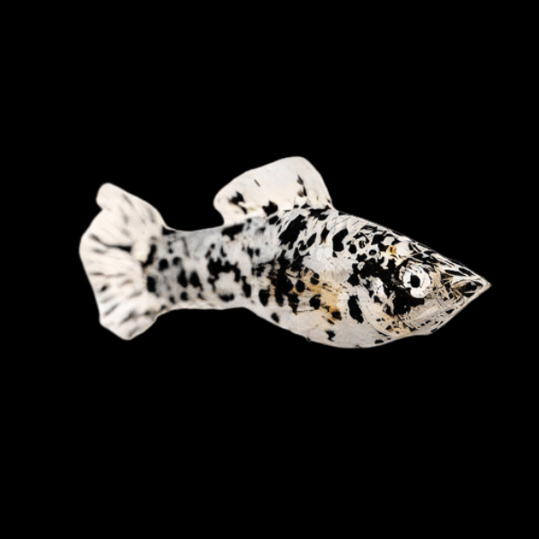 <em>Online stock may not be available for in-store collection.</em>