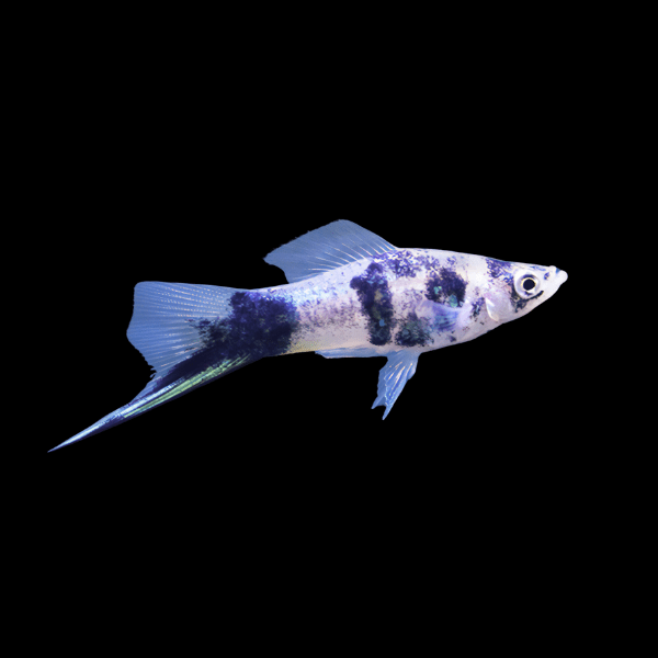 Marble Swordtail Xiphophorus Hellerii 3cm