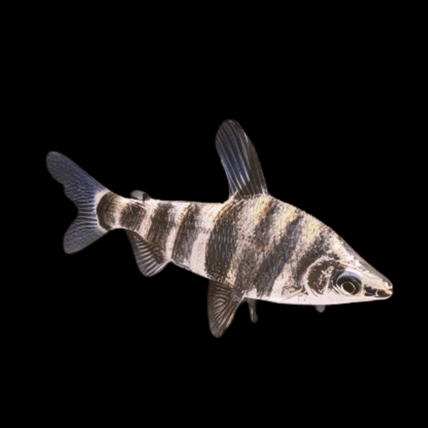 Marbled Head stander Abramites Hypselonotus 5cm