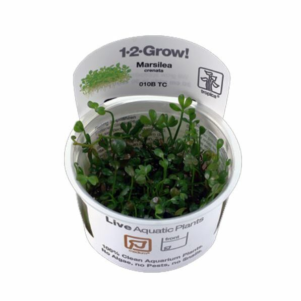 Tropica Marsilea crenata 1-2-Grow!