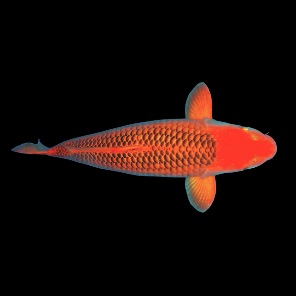 Matsuba Classic Koi Carp Cyprinus Carpio